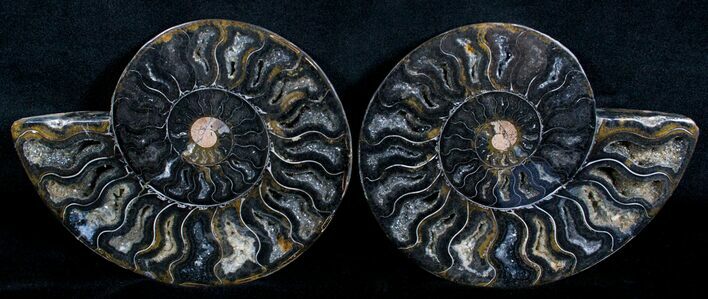 Unusual Black Madagascar Ammonite / Inches #3312